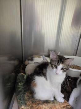 Isle (TAS) -  Domestic Short Hair Cat for Adoption in Trenton, New Jersey - Isle (TAS) | PetCurious