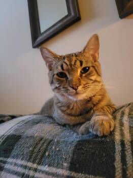 Rescue Domestic Short Hair Cats for Adoption in Kingsland, Georgia - Burt | PetCurious