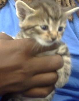 Rescue Domestic Short Hair Cats for Adoption in Dallas, Texas - EVANGELINE | PetCurious