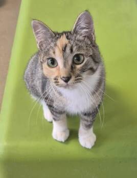 TAMMY -  Domestic Short Hair Cat for Adoption in Decatur, Illinois - TAMMY | PetCurious