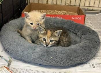 Norah -  Domestic Short Hair and Tabby Cat for Adoption in Apollo, Pennsylvania - Norah | PetCurious