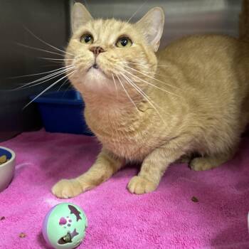 Ace -  Domestic Short Hair Cat for Adoption in La Grange Park, Illinois - Ace | PetCurious