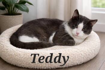 Domestic Short Hair Cats Available for Adoption - Teddy | PetCurious
