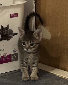 Mochi -  Tabby and Domestic Short Hair Cat for Adoption in Buford, Georgia - Mochi | PetCurious