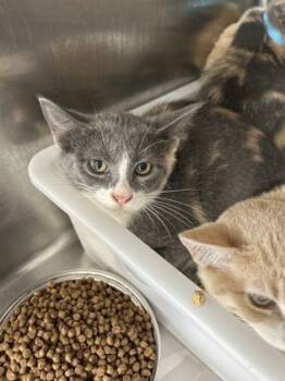 Rescue Domestic Short Hair Cats for Adoption in Leander, Texas - Trudy | PetCurious