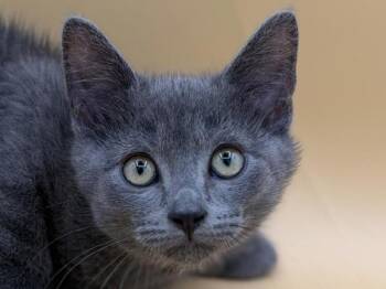 Miranda -  Domestic Short Hair Cat for Adoption in Portland, Oregon - Miranda | PetCurious