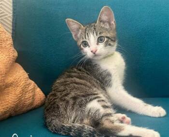 SQUIGGY -  Domestic Short Hair Cat for Adoption in Tustin, California - SQUIGGY | PetCurious