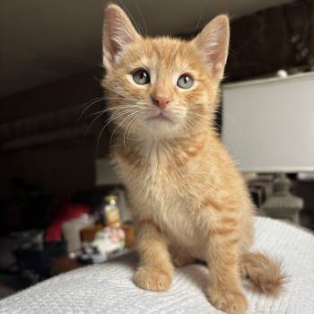 Domestic Short Hair Cats Available for Adoption in Ephrata, Washington - Leon | PetCurious