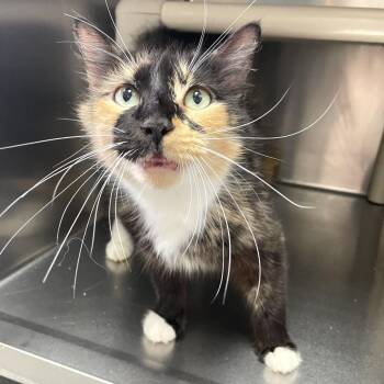 Ruby Slipper -  Domestic Medium Hair Cat for Adoption in Carencro, Louisiana - Ruby Slipper | PetCurious
