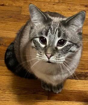 Rescue Siamese Cats for Adoption in Waverly, Iowa - Willow | PetCurious