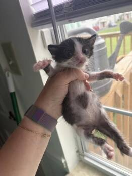 Magnolia -  Domestic Short Hair Cat for Adoption in Sevierville, Tennessee - Magnolia | PetCurious