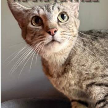 Ethel -  Domestic Short Hair Cat Available for Adoption in Cumming, Georgia - Ethel | PetCurious