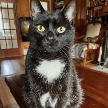 Domestic Short Hair Cats Available for Adoption in Clifton, New Jersey - Missy & Sissy - 2 Sisters Age 8-  Owner Moving & Not Taking With | PetCurious