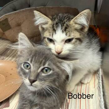 Bobber -  Domestic Short Hair Cat for Adoption in Kingman, Kansas - Bobber | PetCurious