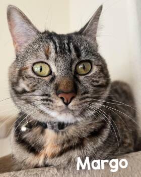 Rescue Tabby and Domestic Short Hair Cats for Adoption in Fort Worth, Texas - Margo | PetCurious