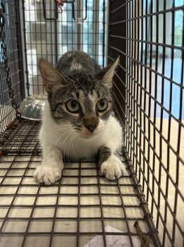 WEDNESDAY -  Domestic Short Hair Cat for Adoption in Pearland, Texas - WEDNESDAY | PetCurious
