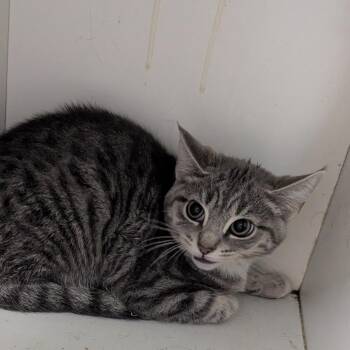 Nakita -  Domestic Short Hair Cat for Adoption in Jeffersonville, Indiana - Nakita | PetCurious