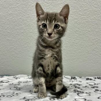 Rescue Domestic Short Hair Cats for Adoption in Lantana, Texas - Velveeta | PetCurious