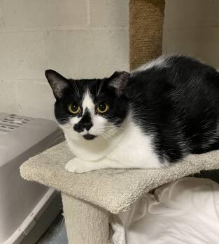 Domestic Short Hair Cats Available for Adoption in Cleveland, Ohio - Minnie | PetCurious