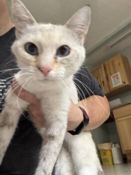 Mags -  Domestic Short Hair Cat for Adoption in Hutchinson, Minnesota - Mags | PetCurious
