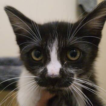 Rescue Domestic Short Hair Cats for Adoption in Brea, California - Coachella | PetCurious