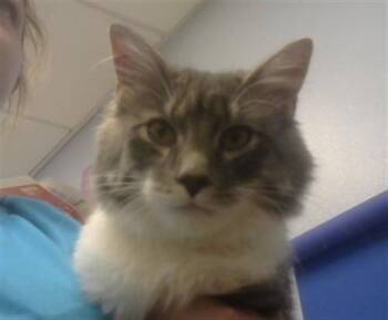 Domestic Medium Hair Cats Available for Adoption - FREYA | PetCurious