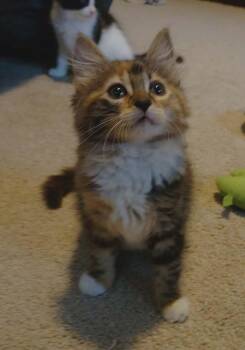 Twix (Lizzie3 Litter) -  Domestic Long Hair Cat for Adoption in Baltimore, Maryland - Twix (Lizzie3 Litter) | PetCurious