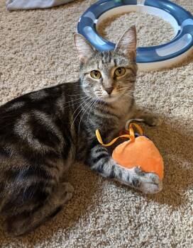 Maggie -  Tabby Cat for Adoption in Bentonville, Arkansas - Maggie | PetCurious