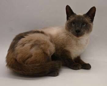Siamese Cats Available for Adoption - Sonni. (Gorgeous And Shy) | PetCurious