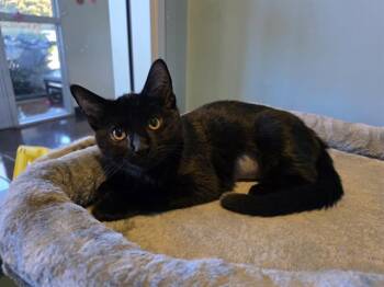 Domestic Short Hair Cats Available for Adoption in Santa Clara, California - DAPHNE | PetCurious