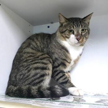 Oak -  Domestic Short Hair Cat for Adoption in Cheyenne, Wyoming - Oak | PetCurious