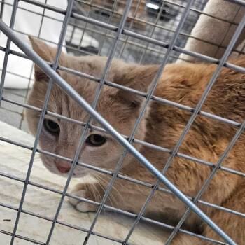 Domestic Short Hair Cats Available for Adoption - Seven | PetCurious