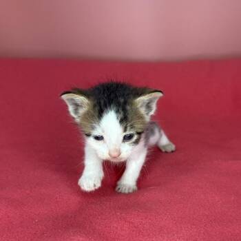 Nutmeg -  Domestic Short Hair Cat for Adoption in San Antonio, Texas - Nutmeg | PetCurious