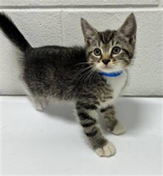 MYLO -  Domestic Short Hair Cat for Adoption - MYLO | PetCurious