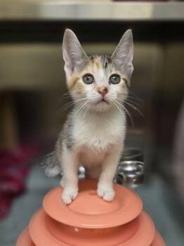 Aeropostale -  Domestic Short Hair Cat for Adoption in Westland, Michigan - Aeropostale | PetCurious
