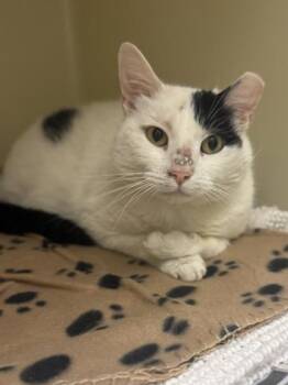 Domestic Short Hair Cats Available for Adoption in King William, Virginia - Mr. Drama | PetCurious