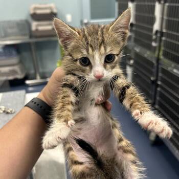 MOTEL -  Domestic Short Hair Cat for Adoption in Greensboro, North Carolina - MOTEL | PetCurious