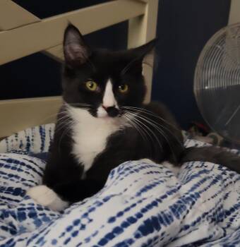 Hugo -  Domestic Medium Hair Cat for Adoption in Orlando, Florida - Hugo | PetCurious