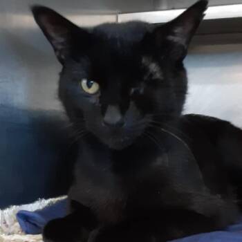 Rescue Domestic Short Hair Cats for Adoption in Myrtle Beach, South Carolina - Banks | PetCurious