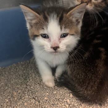 Gecko -  Domestic Short Hair Cat for Adoption in South Haven, Michigan - Gecko | PetCurious