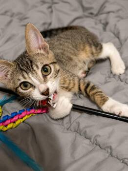 Ranger and Rosie -  Domestic Short Hair Cat for Adoption - Ranger And Rosie | PetCurious