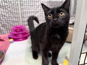 Skullet -  Domestic Medium Hair Cat for Adoption in Raleigh, North Carolina - Skullet | PetCurious