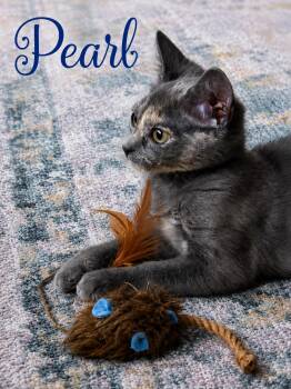Pretty Little Pearl -  Domestic Short Hair Cat for Adoption in Laurel, Maryland - Pretty Little Pearl | PetCurious