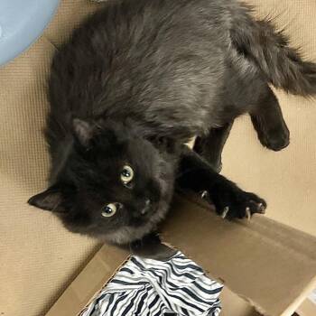 Domestic Long Hair Cats Available for Adoption - Wormee | PetCurious