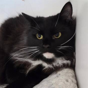 Rescue Domestic Medium Hair Cats for Adoption in Methuen, Massachusetts - SKYE FELV + | PetCurious