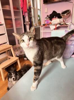 Roscoe -  Domestic Short Hair Cat for Adoption in New York, New York - Roscoe | PetCurious