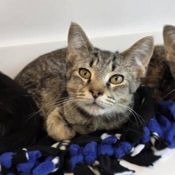 Omelette -  Domestic Short Hair Cat for Adoption in Fort Wayne, Indiana - Omelette | PetCurious