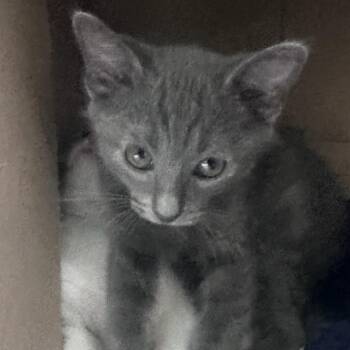 Pepper -  Russian Blue Cat for Adoption in Fresno, California - Pepper | PetCurious