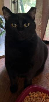 Rescue Domestic Short Hair Cats for Adoption in Atlanta, Georgia - Harry Houdini | PetCurious