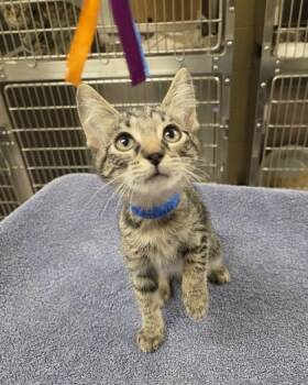 Winky -  Domestic Short Hair Cat for Adoption in Westland, Michigan - Winky | PetCurious